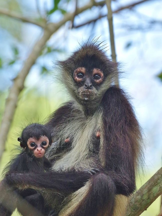 Mich and her baby Ek Punta Laguna, Quintana Roo, Mexico. Mar 30, 2017 Ateles geoffroyi,Geoffroys spider monkey,Geotagged,Mexico,Spring