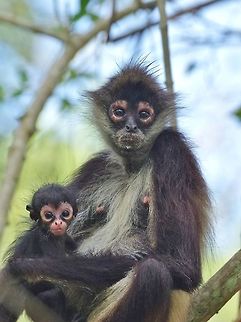 Mich and her baby Ek Punta Laguna, Quintana Roo, Mexico. Mar 30, 2017 Ateles geoffroyi,Geoffroys spider monkey,Geotagged,Mexico,Spring