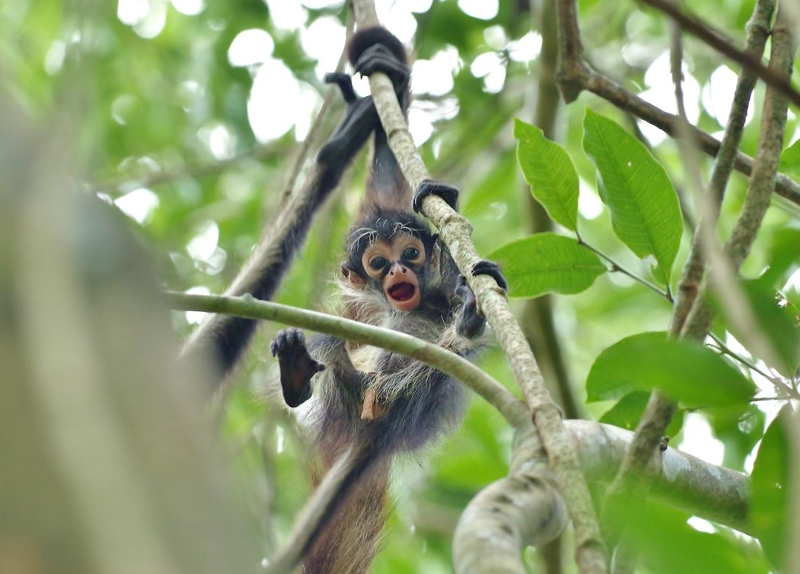 Sacbe goofing around Punta Laguna, Quintana Roo, Mexico. Apr 3, 2017 Ateles geoffroyi,Geoffroys spider monkey,Geotagged,Mexico,Spring