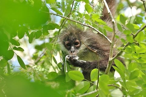 Lolbeth being a messy eater... Punta Laguna, Quintana Roo, Mexico. Mar 29, 2017 Ateles geoffroyi,Geoffroys spider monkey,Geotagged,Mexico,Spring