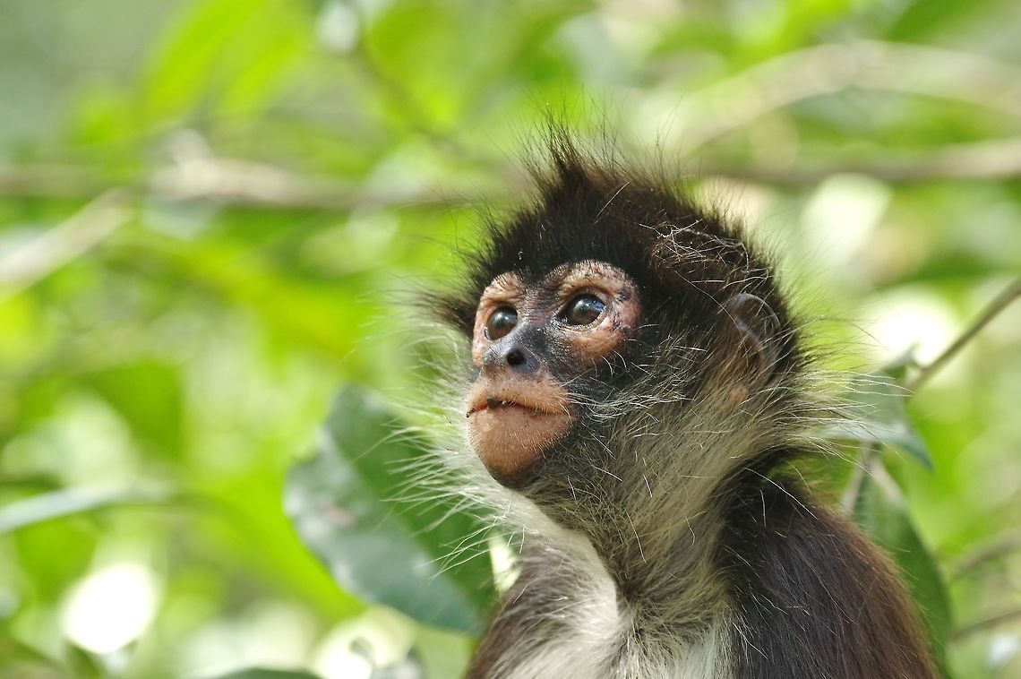 Looking off into the distance Punta Laguna, Quintana Roo, Mexico. Mar 29, 2017 Ateles geoffroyi,Geoffroys spider monkey,Geotagged,Mexico,Spring