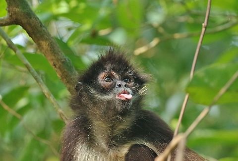 That's so rude! Punta Laguna, Quintana Roo, Mexico. Apr 6, 2017 Ateles geoffroyi,Geoffroys spider monkey,Geotagged,Mexico,Spring