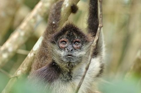 Big Man Juan Punta Laguna, Quintana Roo, Mexico. Mar 30, 2017 Ateles geoffroyi,Geoffroys spider monkey,Geotagged,Mexico,Spring