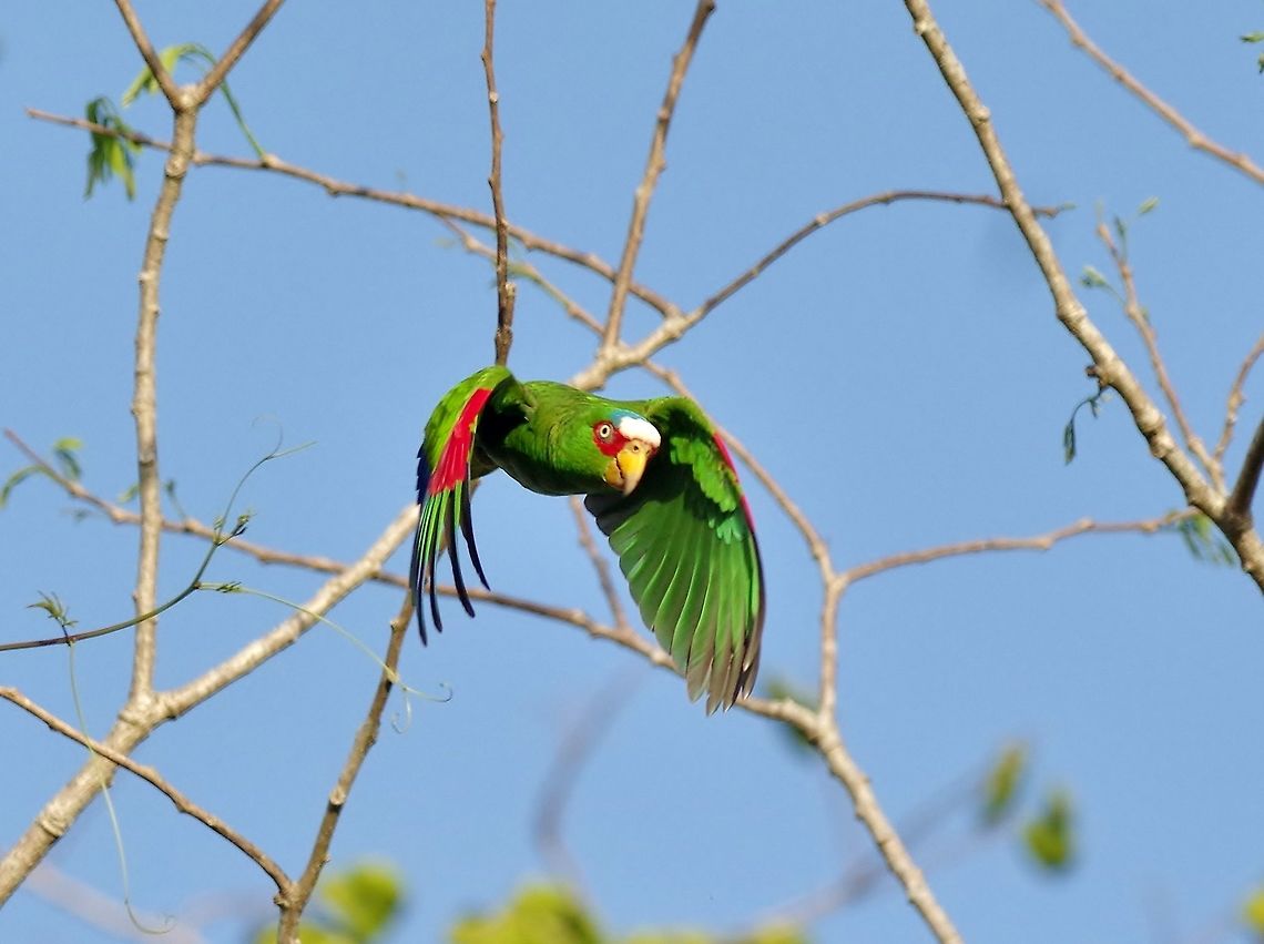 White-fronted amazon (Amazona albifrons) Punta Laguna, Quintana Roo, Mexico. Apr 2, 2017 Amazona albifrons,Geotagged,Mexico,Spring,White-fronted amazon