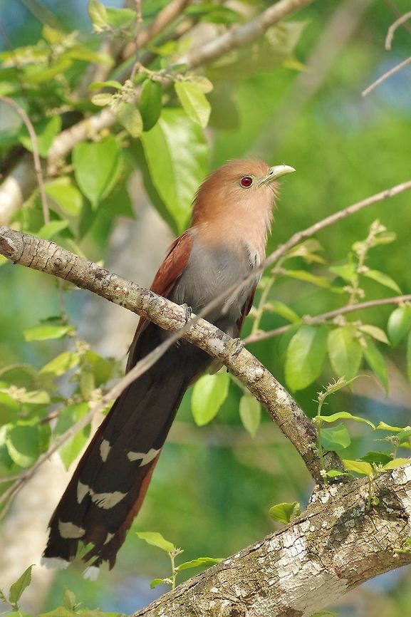 Squirrel cuckoo (Piaya cayana) Punta Laguna, Quintana Roo, Mexico. Apr 1, 2017 Geotagged,Mexico,Piaya cayana,Spring,Squirrel cuckoo