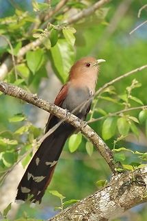 Squirrel cuckoo (Piaya cayana) Punta Laguna, Quintana Roo, Mexico. Apr 1, 2017 Geotagged,Mexico,Piaya cayana,Spring,Squirrel cuckoo