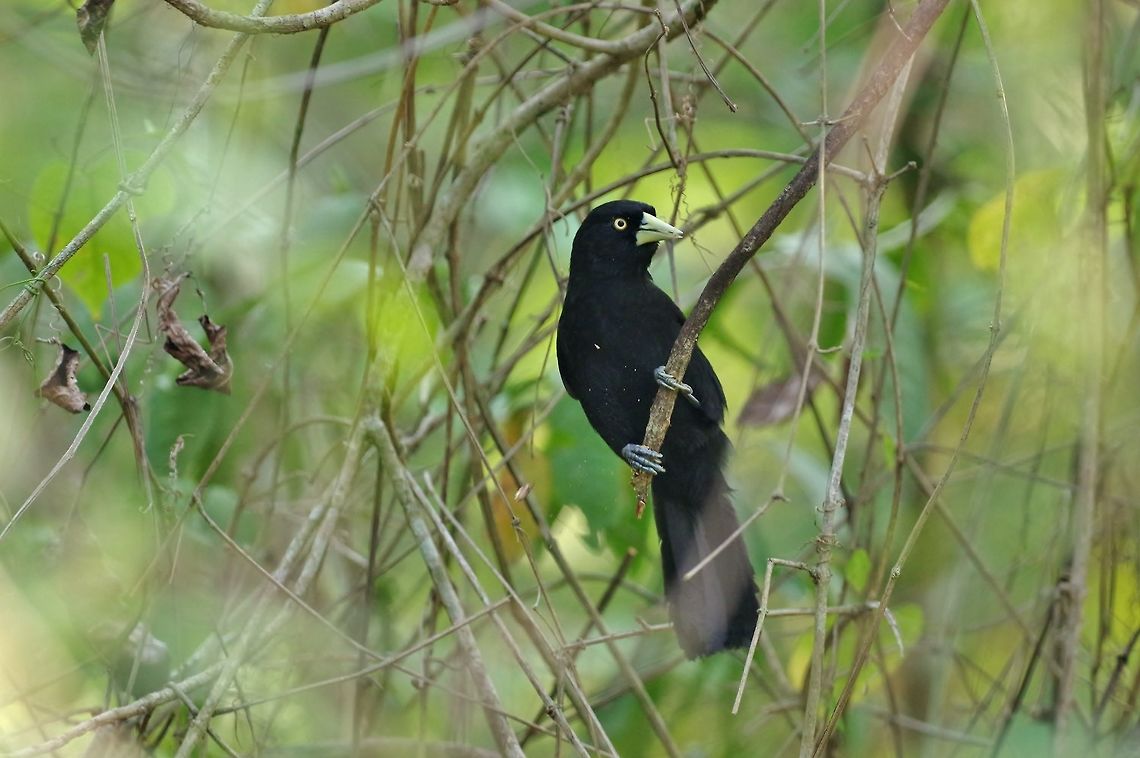 Yellow-billed cacique (Amblycercus holosericeus) Punta Laguna, Quintana Roo, Mexico. Apr 1, 2017 Amblycercus holosericeus,Geotagged,Mexico,Spring,Yellow-billed cacique
