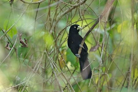 Yellow-billed cacique (Amblycercus holosericeus) Punta Laguna, Quintana Roo, Mexico. Apr 1, 2017 Amblycercus holosericeus,Geotagged,Mexico,Spring,Yellow-billed cacique