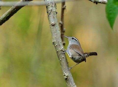 Carolina Wren (White-throated) (Thryothorus ludovicianus albinucha) Punta Laguna, Quintana Roo, Mexico. Apr 1, 2017 Carolina Wren,Geotagged,Mexico,Spring,Thryothorus ludovicianus