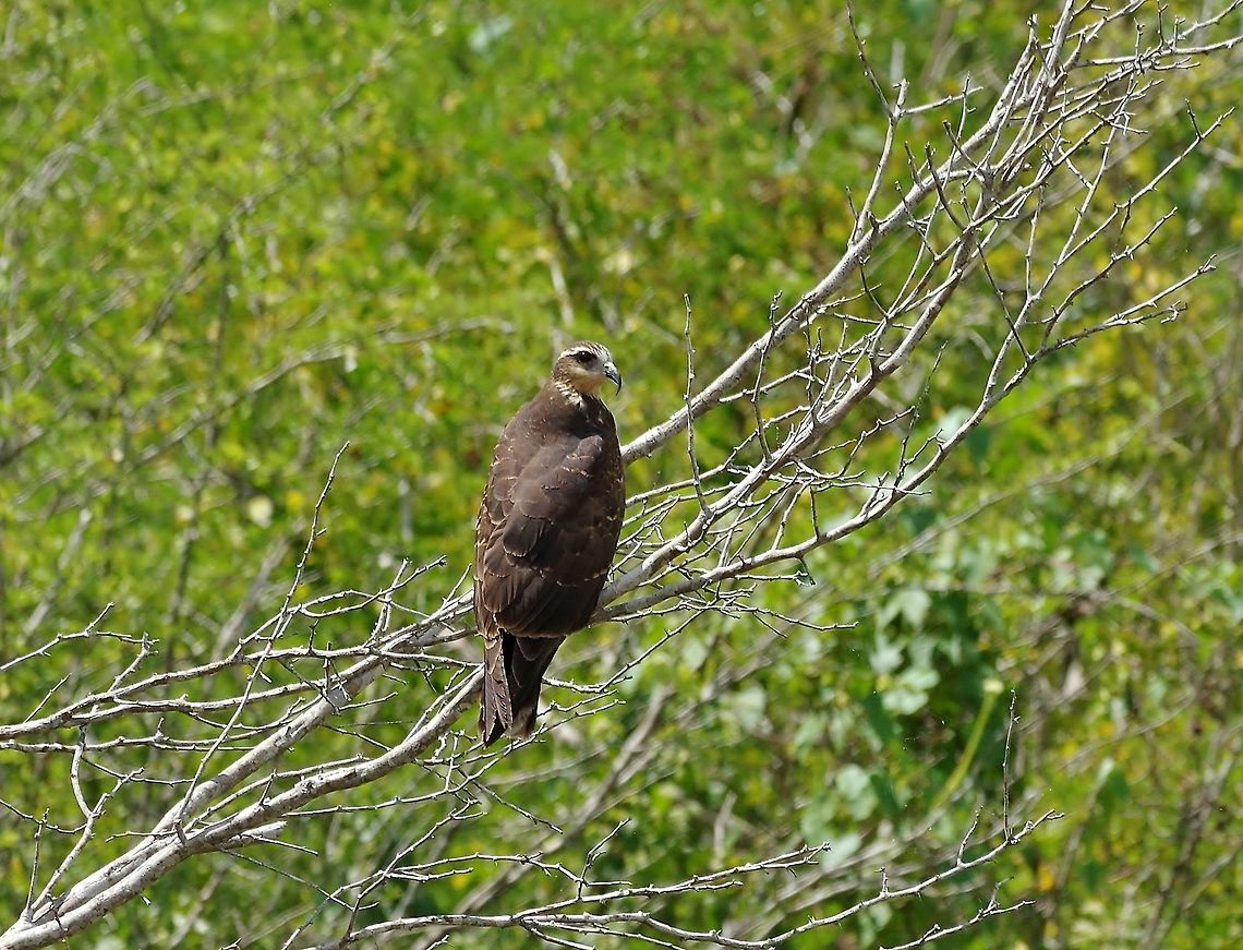 Snail Kite (Rostrhamus sociabilis) Punta Laguna, Quintana Roo, Mexico. Mar 30, 2017 Geotagged,Mexico,Rostrhamus sociabilis,Snail Kite,Spring