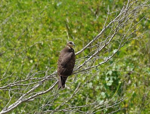 Snail Kite (Rostrhamus sociabilis) Punta Laguna, Quintana Roo, Mexico. Mar 30, 2017 Geotagged,Mexico,Rostrhamus sociabilis,Snail Kite,Spring