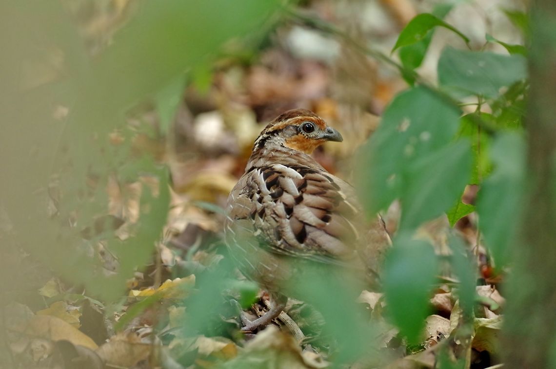 Singing quail (Dactylortyx thoracicus) Punta Laguna, Quintana Roo, Mexico. Mar 30, 2017<br />
 Dactylortyx thoracicus,Geotagged,Mexico,Singing quail,Spring