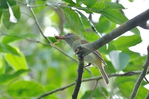 Bright-rumped attila (Attila spadiceus) eating a red-eyed tree frog. Punta Laguna, Quintana Roo, Mexico. Mar 30, 2017 Attila spadiceus,Bright-rumped attila,Geotagged,Mexico,Spring