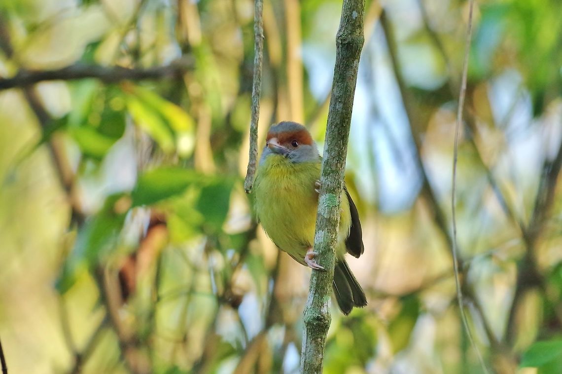 Rufous-browed peppershrike (Cyclarhis gujanensis) Punta Laguna, Quintana Roo, Mexico. Mar 26, 2017 Cyclarhis gujanensis,Geotagged,Mexico,Rufous-browed peppershrike,Spring