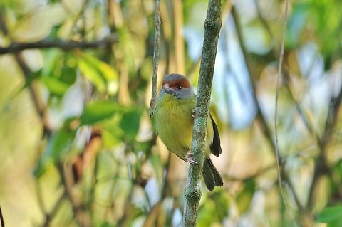 Rufous-browed peppershrike (Cyclarhis gujanensis) Punta Laguna, Quintana Roo, Mexico. Mar 26, 2017 Cyclarhis gujanensis,Geotagged,Mexico,Rufous-browed peppershrike,Spring