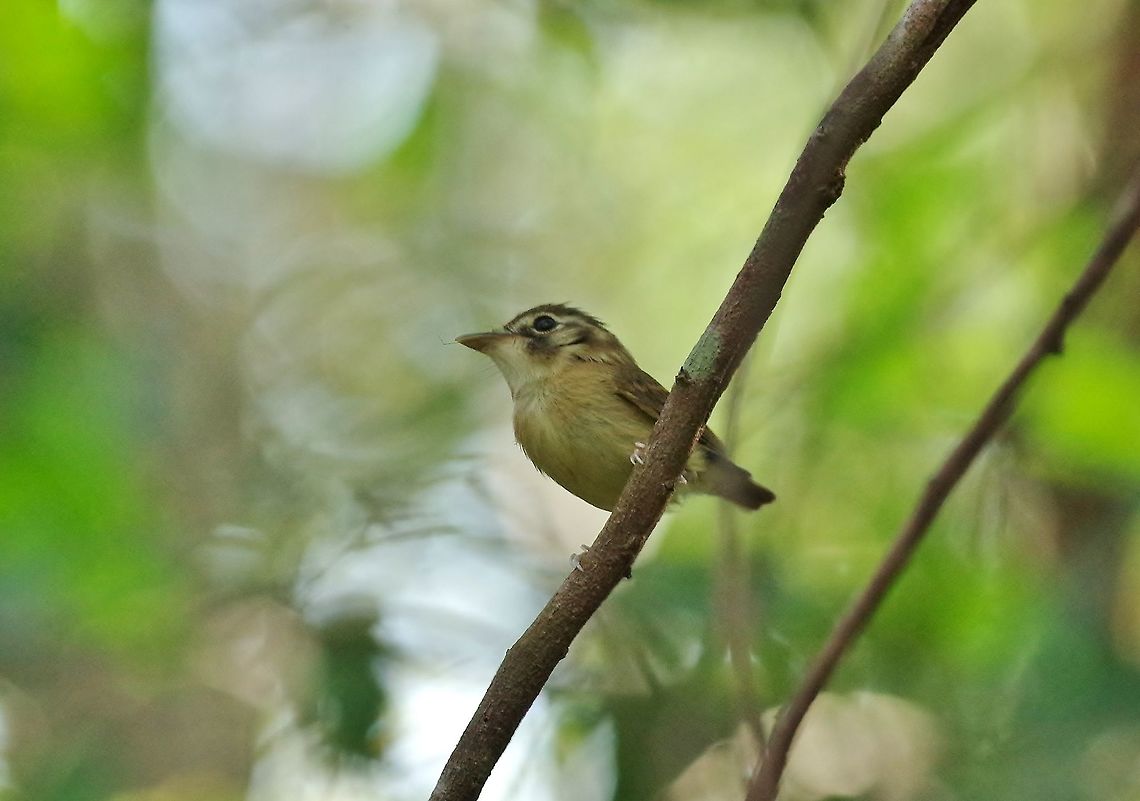 Stub-tailed spadebill (Platyrinchus cancrominus) Punta Laguna, Quintana Roo, Mexico. Mar 25, 2017 Geotagged,Mexico,Platyrinchus cancrominus,Spring,Stub-tailed spadebill