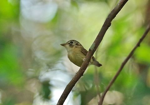 Stub-tailed spadebill (Platyrinchus cancrominus) Punta Laguna, Quintana Roo, Mexico. Mar 25, 2017 Geotagged,Mexico,Platyrinchus cancrominus,Spring,Stub-tailed spadebill