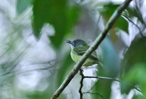 Northern bentbill (Oncostoma cinereigulare) Punta Laguna, Quintana Roo, Mexico. Mar 25, 2017 Geotagged,Mexico,Northern bentbill,Oncostoma cinereigulare,Spring
