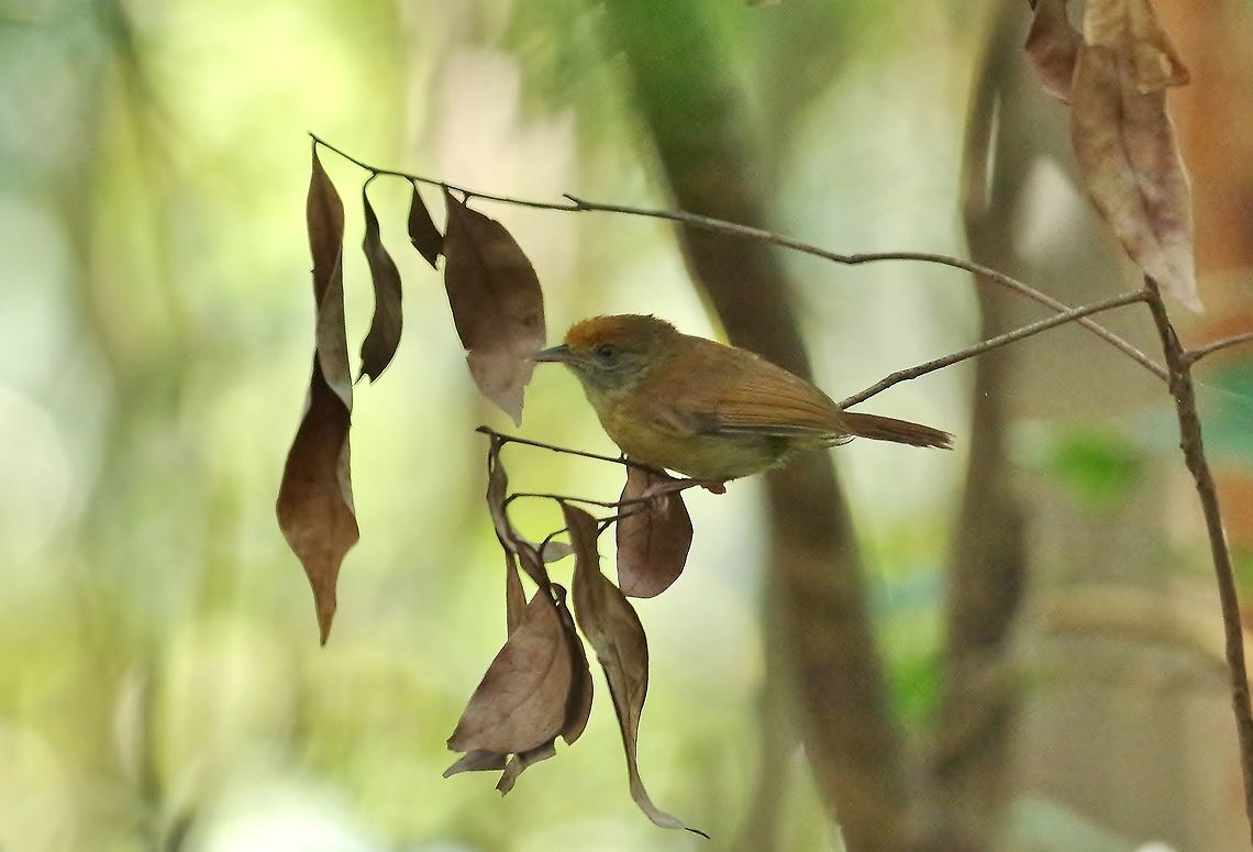 Tawny-crowned greenlet (Tunchiornis ochraceiceps) Punta Laguna, Quintana Roo, Mexico. Mar 25, 2017 Geotagged,Mexico,Spring,Tawny-crowned greenlet,Tunchiornis ochraceiceps