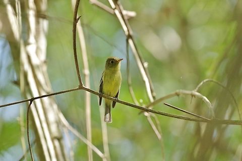 Yellow-bellied flycatcher (Empidonax flaviventris) Punta Laguna, Quintana Roo, Mexico. Mar 30, 2017 Empidonax flaviventris,Geotagged,Mexico,Spring,Yellow-bellied flycatcher