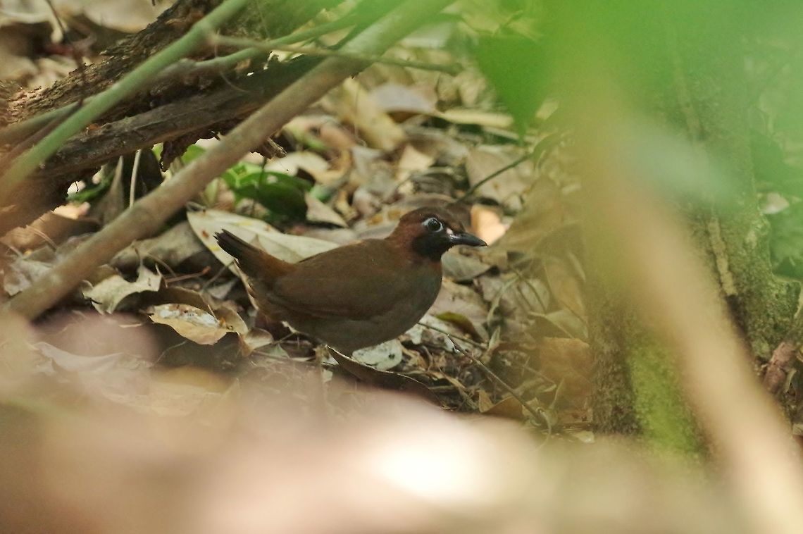 Mayan antthrush (Formicarius moniliger) Punta Laguna, Quintana Roo, Mexico. Mar 30, 2017 Black-faced antthrush,Formicarius analis,Formicarius moniliger,Geotagged,Mayan antthrush,Mexico,Spring