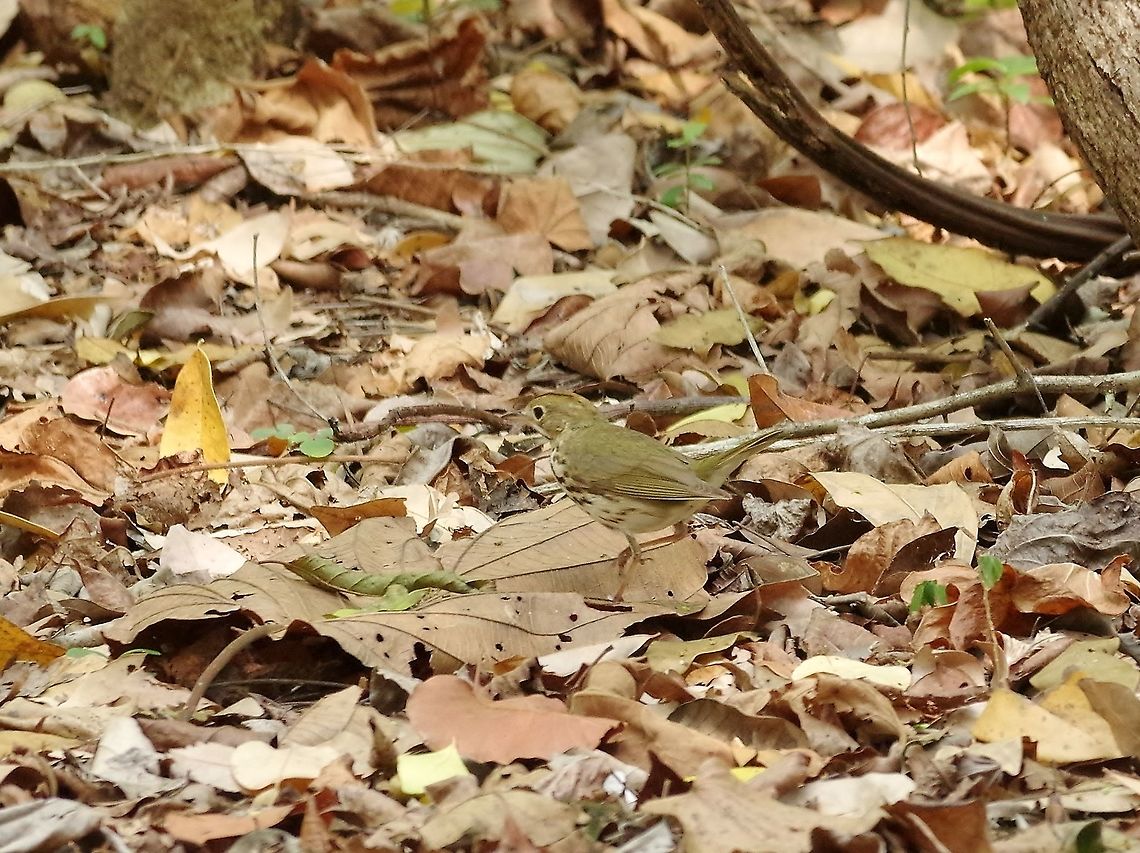 Ovenbird (Seiurus aurocapilla) Punta Laguna, Quintana Roo, Mexico. Apr 1, 2017 Geotagged,Mexico,Ovenbird,Seiurus aurocapilla,Spring