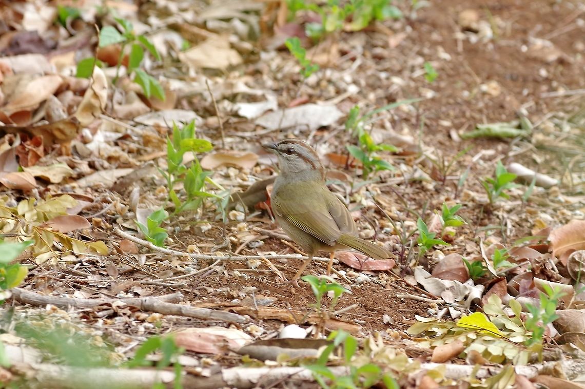 Olive sparrow (Arremonops rufivirgatus) Punta Laguna, Quintana Roo, Mexico. Apr 2, 2017 Arremonops rufivirgatus,Geotagged,Mexico,Olive sparrow,Spring