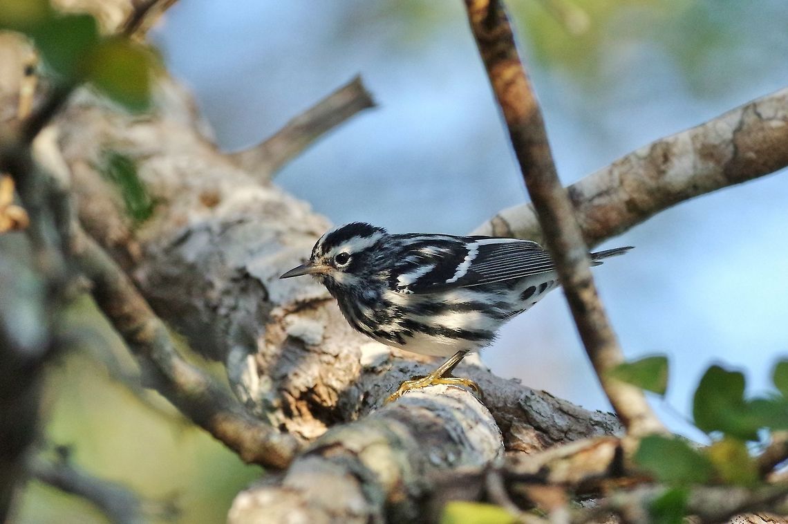 Black-and-white warbler (Mniotilta varia) Punta Laguna, Quintana Roo, Mexico. Apr 2, 2017 Black-and-white warbler,Geotagged,Mexico,Mniotilta varia,Spring
