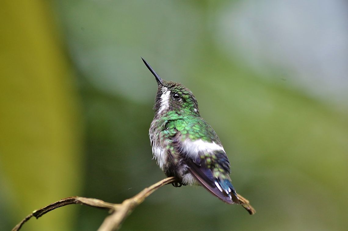 Green thorntail (Discosura conversii) female El Descanso, Alto Anchicaya, Valle del Cauca, Colombia. Mar 23, 2018 Colombia,Discosura conversii,Geotagged,Green thorntail,Spring