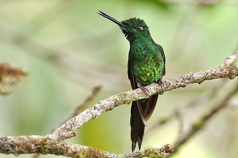 Empress brilliant (Heliodoxa imperatrix) El Descanso, Alto Anchicaya, Valle del Cauca, Colombia. Mar 23, 2018 Colombia,Empress brilliant,Geotagged,Heliodoxa imperatrix,Spring