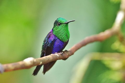 Crowned woodnymph (Thalurania colombica) El Descanso, Alto Anchicaya, Valle del Cauca, Colombia. Mar 23, 2018 Colombia,Crowned woodnymph,Geotagged,Spring,Thalurania colombica