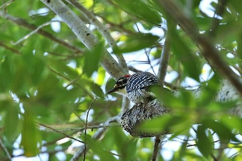 Nuttall's woodpecker (Dryobates nuttallii) China Camp State Park, California. Apr 20, 2018 Dryobates nuttallii,Geotagged,Nuttall's woodpecker,Spring,United States