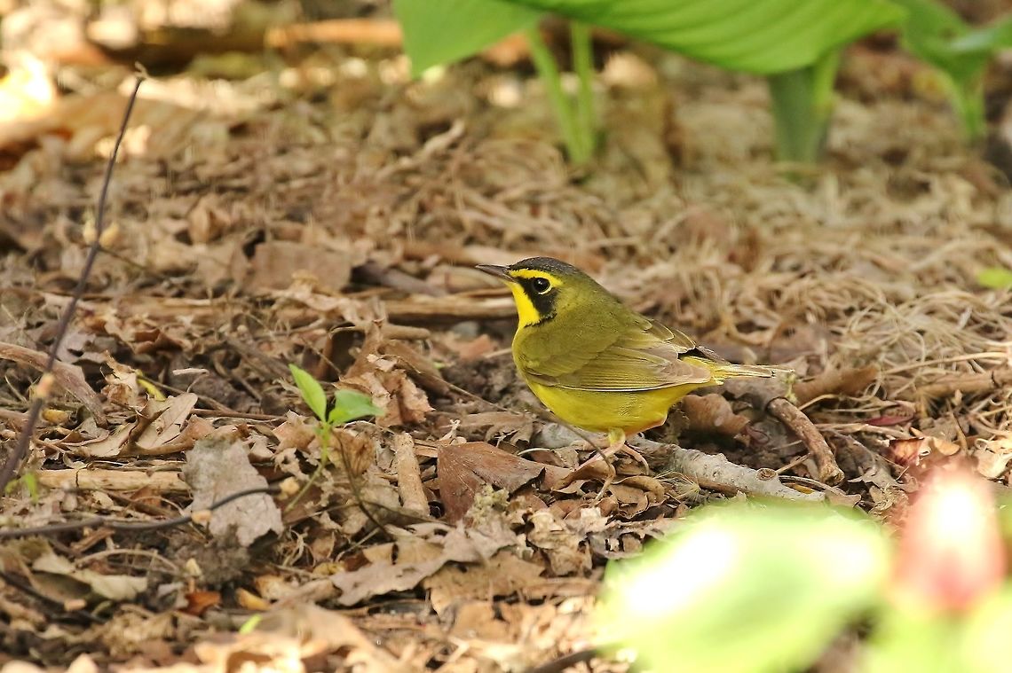 Kentucky warbler (Geothlypis formosa) Missouri Botanical Garden, St Louis, MO. Apr 30, 2018 Geotagged,Kentucky warbler,Spring,United States,formosa
