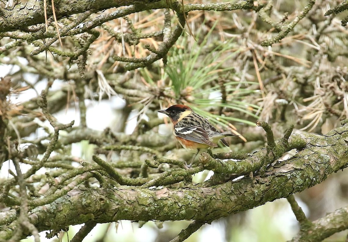Bay-breasted warbler (Setophaga castanea) Carondelet Park, St Louis, MO. May 4th, 2018 Bay-breasted warbler,Geotagged,Setophaga castanea,Spring,United States