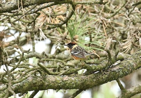Bay-breasted warbler (Setophaga castanea) Carondelet Park, St Louis, MO. May 4th, 2018 Bay-breasted warbler,Geotagged,Setophaga castanea,Spring,United States