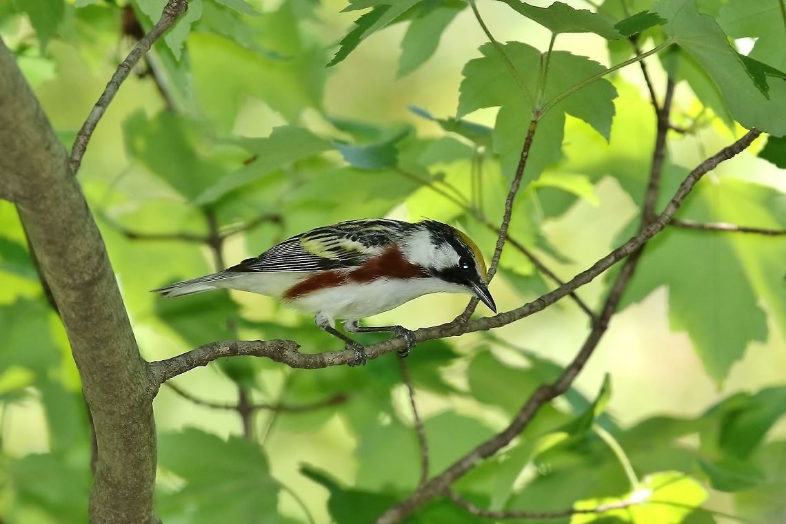 Chestnut-sided warbler (Setophaga pensylvanica) Missouri Botanical Gardens, St Louis, MO. May 7th, 2018 Chestnut-sided warbler,Geotagged,Setophaga pensylvanica,Spring,United States