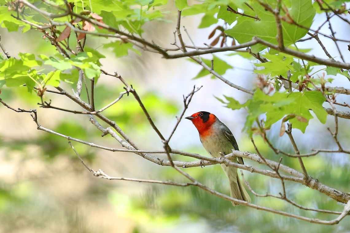 Red-faced warbler (Cardellina rubrifrons) Ramsey Canyon, AZ. Apr 23, 2018 Cardellina rubrifrons,Geotagged,Red-faced warbler,Spring,United States
