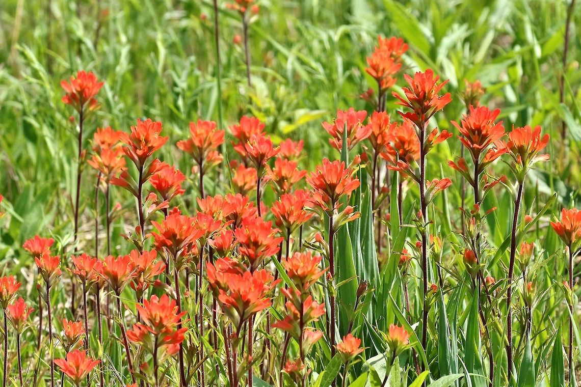 Scarlet Indian paintbrush (Castilleja coccinea) Shaw Nature Reserve, MO. May 9th, 2018 Castilleja coccinea,Geotagged,Spring,United States