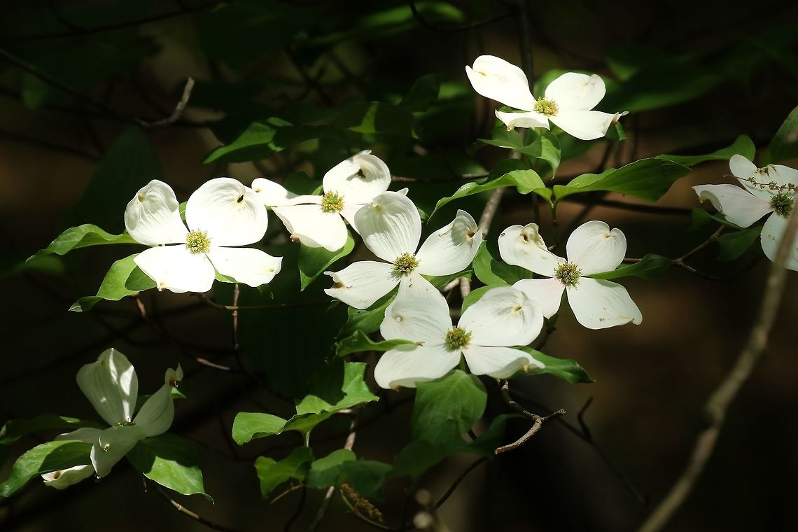 Flowering dogwood (Cornus florida) Shaw Nature Reserve, MO. May 9th, 2018 Cornus florida,Flowering dogwood,Geotagged,Spring,United States