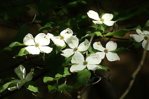 Flowering dogwood (Cornus florida) Shaw Nature Reserve, MO. May 9th, 2018 Cornus florida,Flowering dogwood,Geotagged,Spring,United States