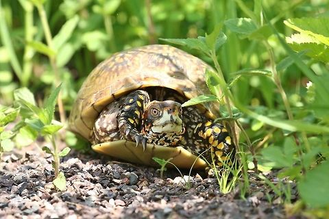Three-toed box turtle (Terrapene carolina triunguis) Shaw Nature Reserve, MO. May 9th, 2018 Geotagged,Spring,Terrapene carolina triunguis,Three-toed box turtle,United States