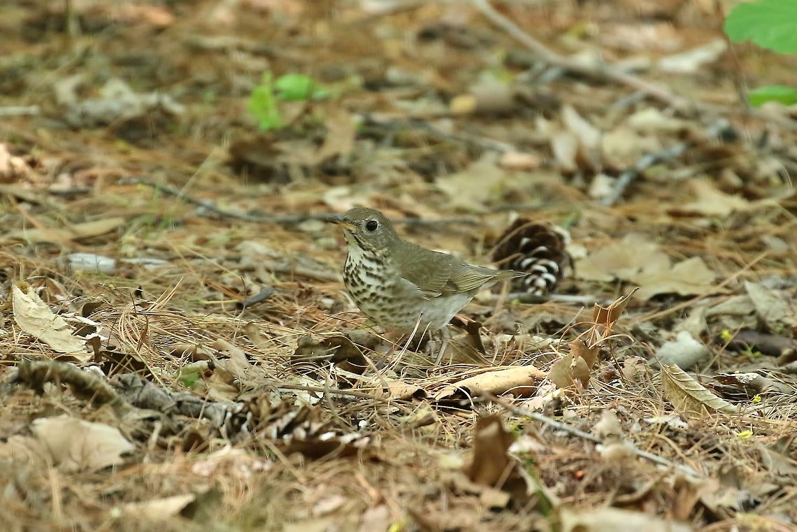 Grey-cheeked thrush (Catharus minimus) Missouri Botanical Garden, St Louis, MO. May 7th, 2018 Catharus minimus,Geotagged,Grey-cheeked thrush,Spring,United States