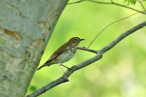 Swainson's thrush (Catharus ustulatus) Missouri Botanical Garden, St Louis, MO. May 7th, 2018 Catharus ustulatus,Geotagged,Spring,Swainsons Thrush,United States