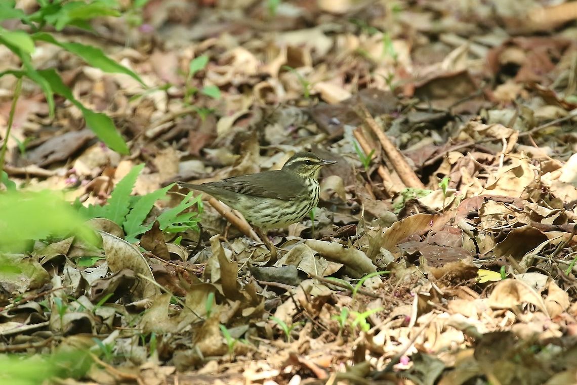 Louisiana waterthrush (Parkesia motacilla) Missouri Botanical Garden, St Louis, MO. May 7th, 2018 Geotagged,Louisiana waterthrush,Parkesia motacilla,Spring,United States