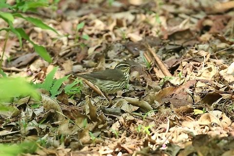 Louisiana waterthrush (Parkesia motacilla) Missouri Botanical Garden, St Louis, MO. May 7th, 2018 Geotagged,Louisiana waterthrush,Parkesia motacilla,Spring,United States