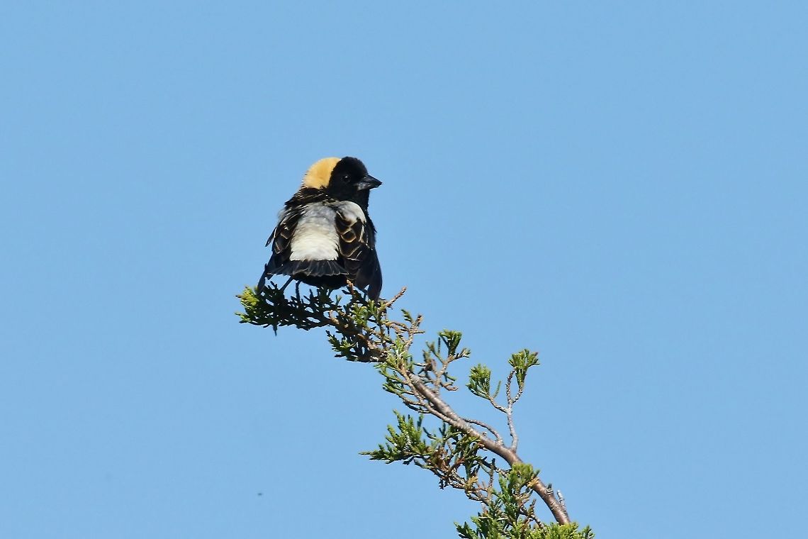 Bobolink (Dolichonyx oryzivorus) Parker River National Wildlife Refuge, Plum Island, MA. Jun 8th, 2018 Bobolink,Dolichonyx oryzivorus,Geotagged,Spring,United States