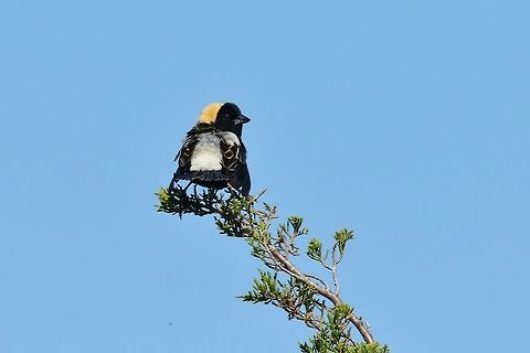 Bobolink (Dolichonyx oryzivorus) Parker River National Wildlife Refuge, Plum Island, MA. Jun 8th, 2018 Bobolink,Dolichonyx oryzivorus,Geotagged,Spring,United States