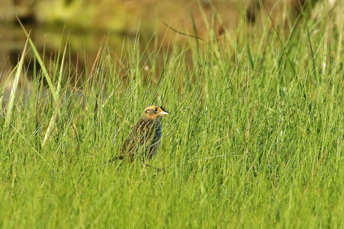 Saltmarsh sparrow (Ammodramus caudacutus) Parker River National Wildlife Refuge, Plum Island, MA. Jun 8th, 2018 Ammodramus caudacutus,Geotagged,Saltmarsh sparrow,Spring,United States
