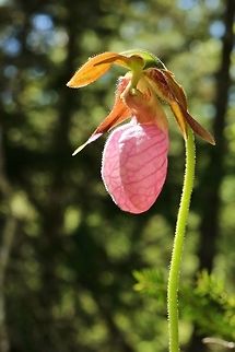 Pink Lady's slipper orchid (Cypripedium acaule) Mount Desert Island, Maine. May 31st, 2018 Cypripedium acaule,Geotagged,Spring,United States