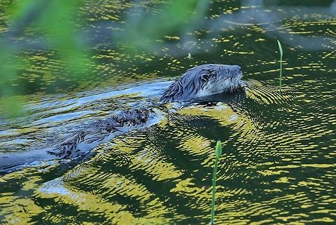 North American river otter (Lontra canadensis) Mount Desert Island, Maine. Jun 1st, 2018. Geotagged,Lontra canadensis,North American river otter,Spring,United States